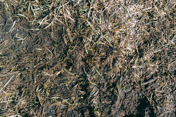 Grunge nature background. Dry plants. Brown background. Springtime. Copy space.