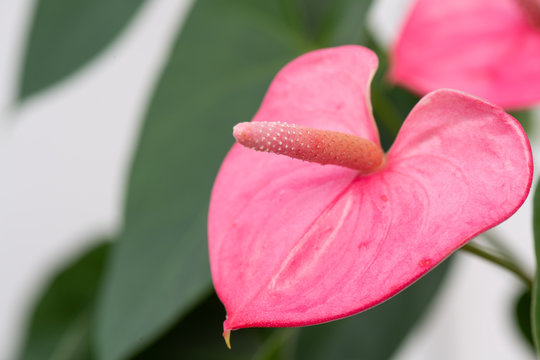 Anthurium Rosa
