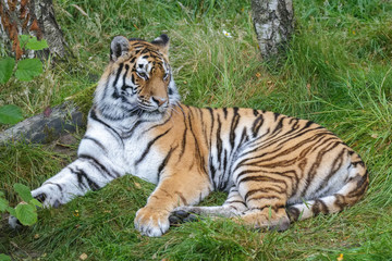 Plakat Siberian Tiger (Panthera tigris altaica) or Amur Tiger