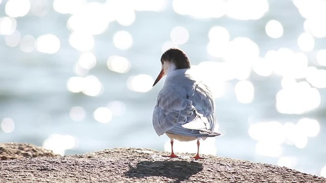 Beautiful Young Seagull (Larus Argentatus) Standing On A Stone By The Sea