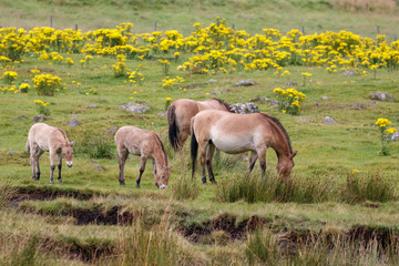 Fototapeta na wymiar A family of Przewalski Horses (Equus ferus przewalskii) grazing together