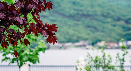 Maple branch with dark red leaves in the corner of the landscape frame on the background of the lake and mountains