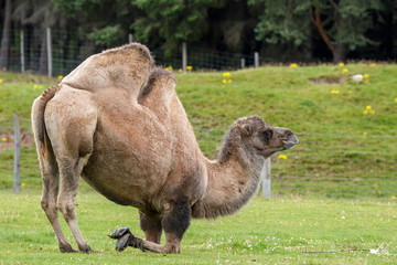 Bactrian Camel (Camelus bactrianus) kneeling down