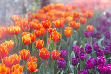 Obraz premium Colorful tulips grow and bloom in close proximity to one another in flower garden.