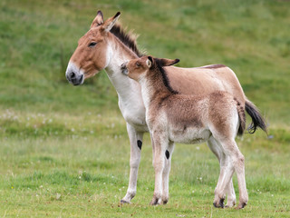 Naklejka na ściany i meble Przewalski Horse (Equus ferus przewalskii) and foal
