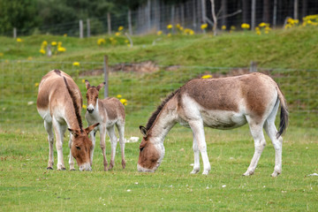 Naklejka na ściany i meble Przewalski Horses (Equus ferus przewalskii) with their foal