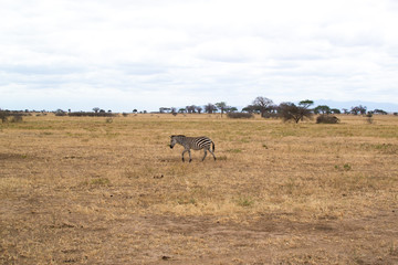 Fototapeta na wymiar One zebra walking on the yellow grass of the savannah of Tarangire National Park, in Tanzania