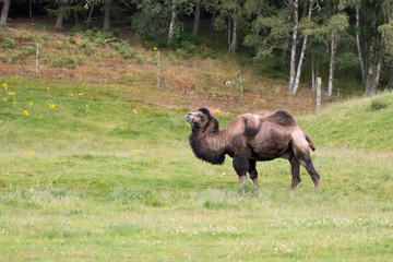 Bactrian Camel (Camelus bactrianus)