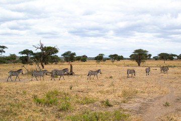 Fototapeta na wymiar Group of zebras walking in the savannah of Tarangire National Park, in Tanzania