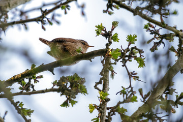 Tiny Wren (Troglodytes troglodytes) in an Hawthorn tree