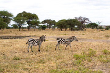 Obraz premium Two zebras walking in the savannah of Tarangire National Park, in Tanzania