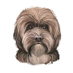 Sproodle digital art illustration of cute dog muzzle isolated on white. Crossbreed of Poodle and English Springer Spaniel. Long haired canine animal portrait, dark hairy puppy, pedigreed dogo.