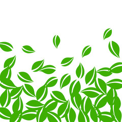 Falling green leaves. Fresh tea neat leaves flying