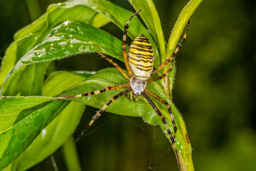 Black and yellow stripe Argiope bruennichi wasp spider on leaf . 