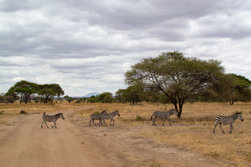 Fototapeta na wymiar Group of zebras crossing through a pathway in the savannah of Tarangire National Park, in Tanzania