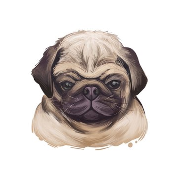 Puggle digital art illustration of cute dog muzzle isolated on white. Crossbreed dog between Beagle and Pug, hand drawn cute pet portrait, canine animal, pedigree puggle dog breed, puppy head.