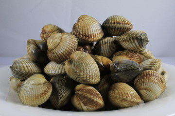  A lot of Cockles on a white background