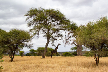 Naklejka na ściany i meble Side view of a black giraffe under an acacia on the savanna of Tarangire National Park, Tanzania