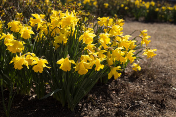Schöne gelbe Narzissen zum Osterfest