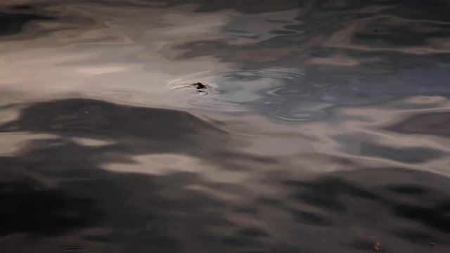 A snake swimming in the waters of India.
