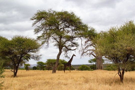 Side view of a black giraffe under an acacia on the savanna of Tarangire National Park, Tanzania