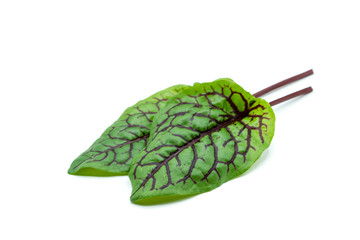 Blutsauerampfer isoliert auf weißem Hintergrund