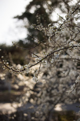 Weiße Blüten im Frühling am Baum