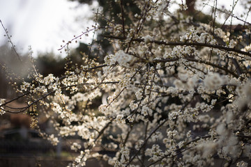 Weiße Blüten im Frühling am Baum