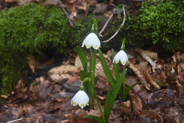 trekkking and outdoor , italian hills