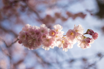 rosa Kirschblüten von japanischen Zierkirschen