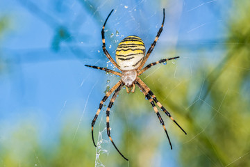 Yellow black spider after rain shower. A spider covered with drops of water.