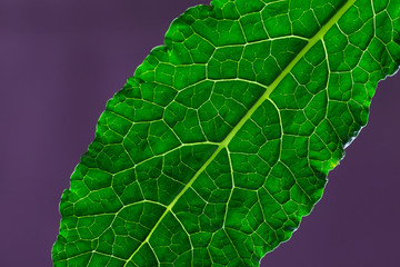 Green kale cabbage leaf isolated on violet background macro clouse-up.