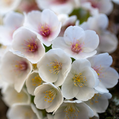 Close-up of a cluster of cherry tree blossom on a trunk, for early spring backgrounds