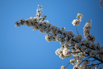 Japanese cherry trees (Prunus serrulata) in full blossom during spring time in Maastricht under a clear blue sky