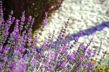 Obraz premium Violet lavender flowers close up. Lavender field in the village. Lavender flowers on farm. Selective focus image.