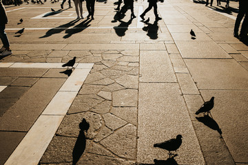 people and pigeons shadows in a city square