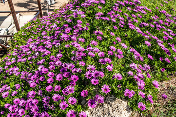 Spring is the only time of the year when the coast of Cyprus, open to the hot sun, blooms with all the colors of the rainbow. In the summer, this Paradise on earth will lose all its charm.      