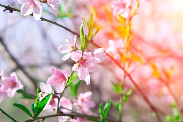 Obraz premium peach tree flowers close up bee pollinates the plant in spring