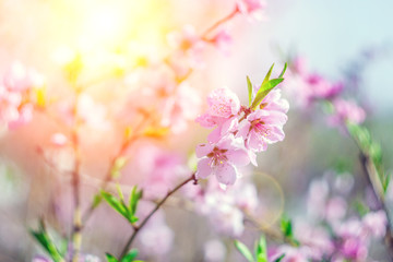 Peach flowers blooming in the garden in spring. Spring flowers. Beautiful orchard Abstract blurred background. In spring