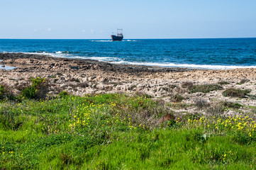 Fototapeta na wymiar Spring is the only time of the year when the coast of Cyprus, open to the hot sun, blooms with all the colors of the rainbow. In the summer, this Paradise on earth will lose all its charm. 