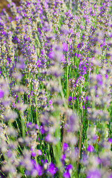 Violet lavender flowers close up. Lavender field in the village. Lavender flowers on farm. Selective focus image.