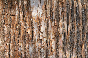 Texture of the bark of an old tree.