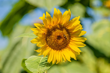 Fototapeta premium Sunflower blooming in a field with bees