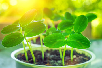 Green young cucumber plants grows in the soil. Cucumber plants