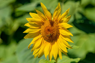 Sunflower blooming in a field with bees