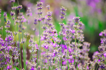Fototapeta premium Violet lavender flowers close up. Lavender field in the village. Lavender flowers on farm. Selective focus image.