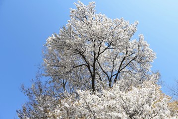 Cherry blossoms in full bloom / A wonderful view of spring in Japan.