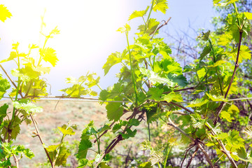 grape leaves in the vineyard in spring, natural background