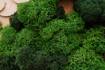Decorative green moss on wood