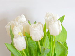 white tulip flowers bouquet close up, natural background